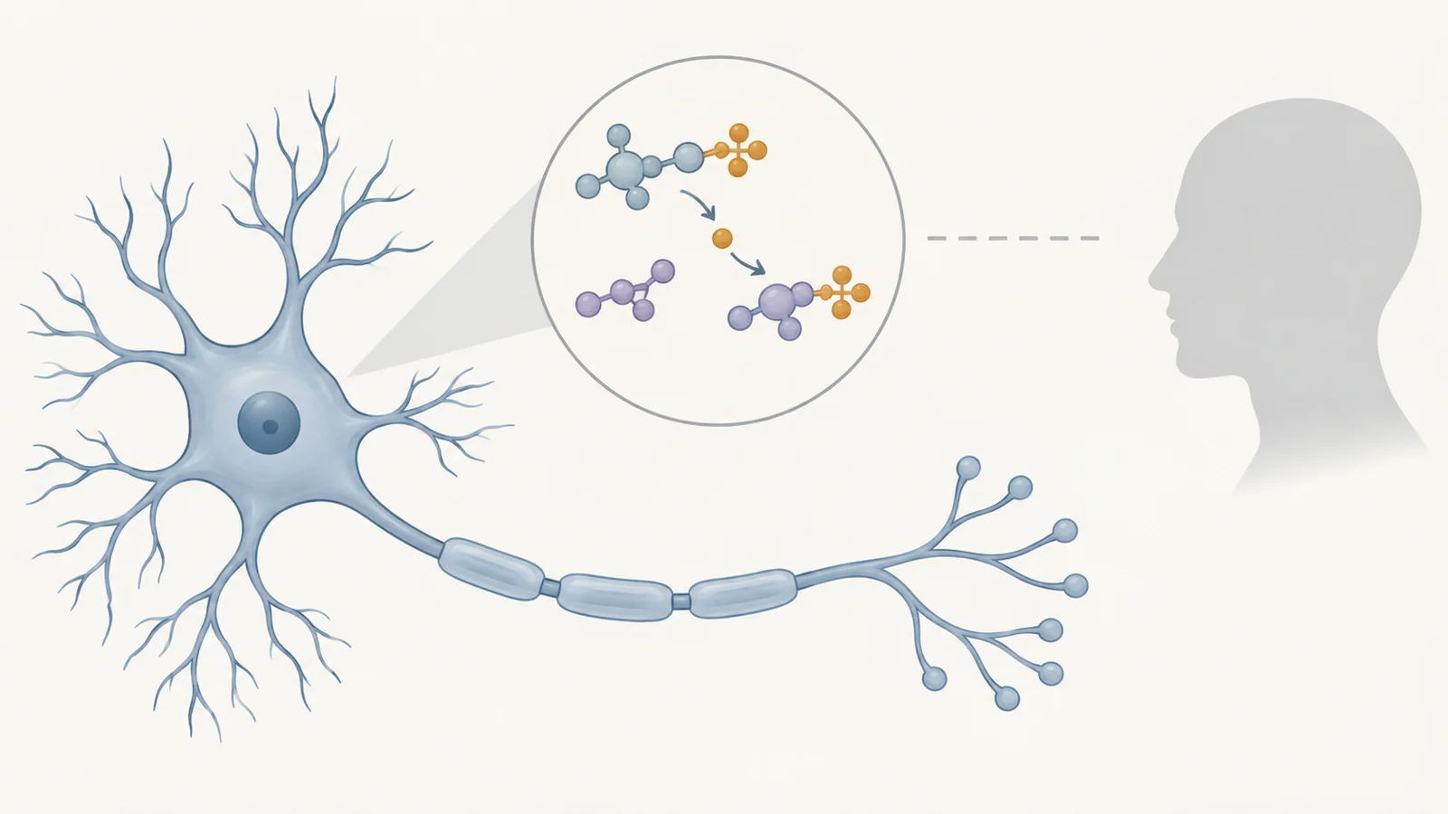 Why creatine’s role in brain energy could matter for antidepressant treatment
