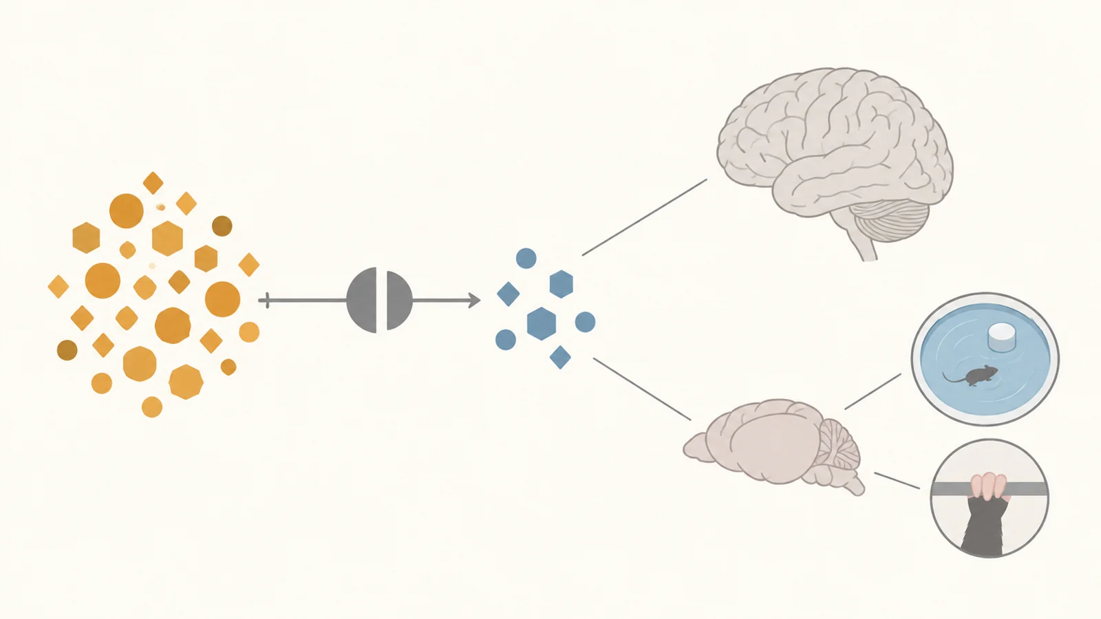 What can creatine-deficient mice reveal about brain development?