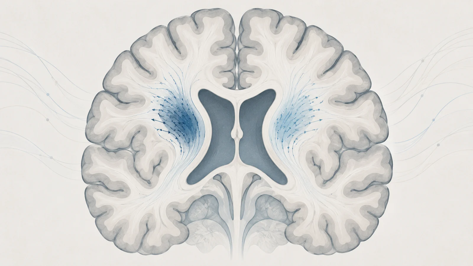 Coronal brain illustration showing the lateral ventricles and small bilateral white-matter measurement regions, with subtle emphasis on the left side.
