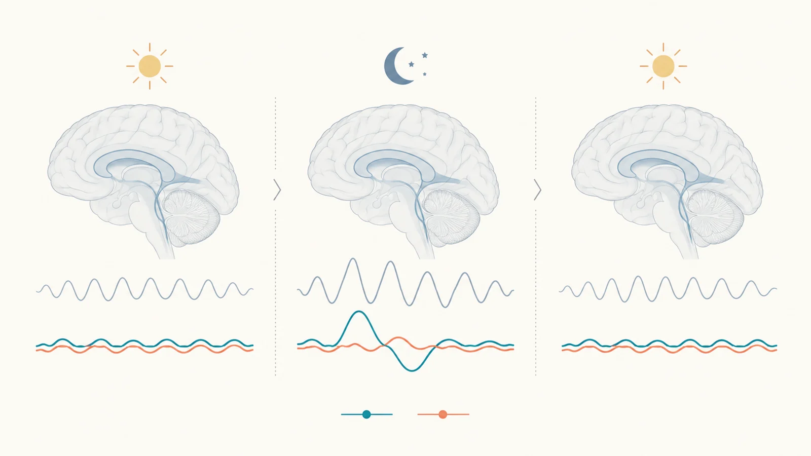 What did brain scans show about age and a sleepless night?